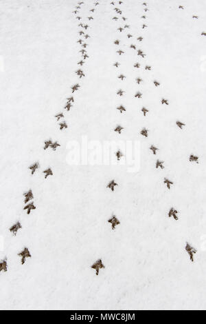 Le tétras à queue fine (Tympanuchus phasianellus) (précédemment Tetrao phasianellus) pistes dans la neige fraîche, le marais Oak Hammock, Stonewall, Manitoba, Canada Banque D'Images