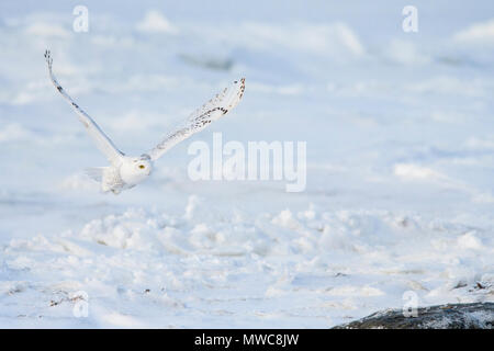 Le harfang des neiges (Bubo scandiacus) la chasse le long de la Baie d'Hudson, le parc national Wapusk, Cape Churchill, Manitoba, Canada Banque D'Images