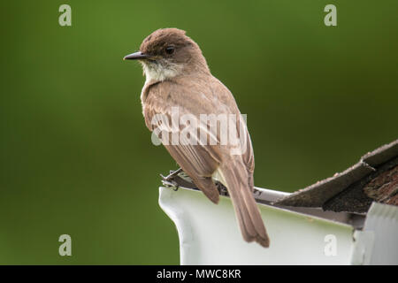 Moucherolle phébi (Sayornis phoebe) Perché sur un hangar près de son nid, le Grand Sudbury, Ontario, Canada Banque D'Images