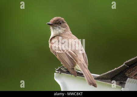 Moucherolle phébi (Sayornis phoebe) Perché sur un hangar près de son nid, le Grand Sudbury, Ontario, Canada Banque D'Images