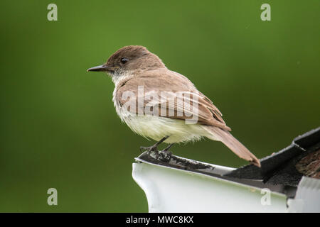 Moucherolle phébi (Sayornis phoebe) Perché sur un hangar près de son nid, le Grand Sudbury, Ontario, Canada Banque D'Images