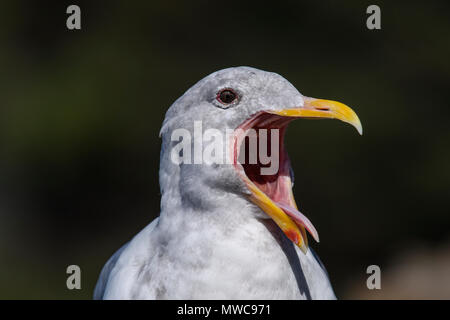 Western Gull (Larus occidentalis), adulte et jeune de manger un crabe, Mill Bay, Colombie-Britannique BC, Canada Banque D'Images