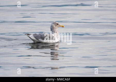 Western Gull (Larus occidentalis), adulte et jeune de manger un crabe, Mill Bay, Colombie-Britannique BC, Canada Banque D'Images