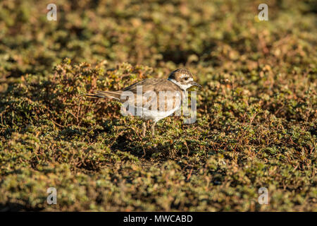 Le Pluvier kildir (Charadrius vociferus), Theodore Roosevelt NP (Unité Sud), Dakota du Nord, USA Banque D'Images