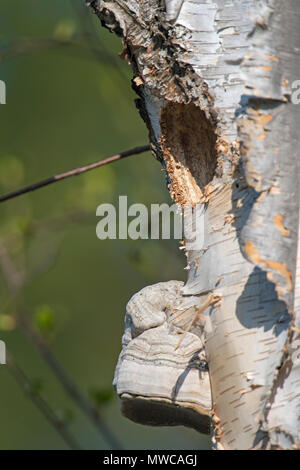 Le pic flamboyant (Colaptes auratus) dans la cavité du nid en bouleau, arbre mort Wanup, Ontario, Canada Banque D'Images