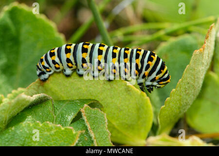 Oregon (Papilio machaon) oregonius caterpillar, Bandon, Oregon, USA Banque D'Images