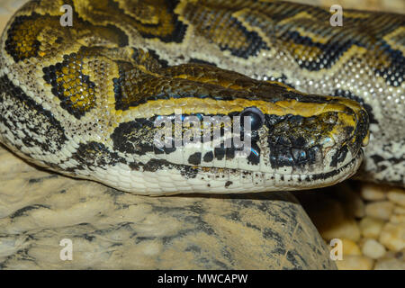 African rock python (Python sebae), captive, reptile zoo Reptilia, Vaughan, Ontario, Canada Banque D'Images