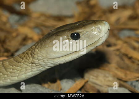 Le Mamba noir (Dendroaspis polylepis), captive, reptile zoo Reptilia, Vaughan, Ontario, Canada Banque D'Images