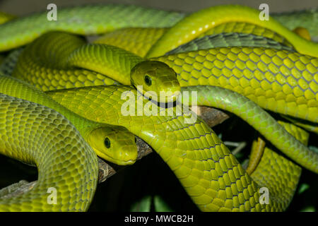 Le Mamba vert (Dendroaspis angusticeps), captive, reptile zoo Reptilia, Vaughan, Ontario, Canada Banque D'Images