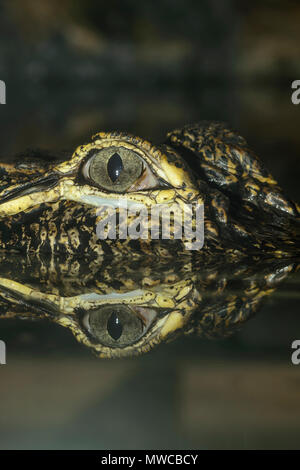 Alligator Alligator mississipiensis (), captive, reptile zoo Reptilia, Vaughan, Ontario, Canada Banque D'Images