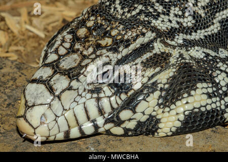 Tégu noir et blanc d'Argentine (Salvator merianae). En captivité. Originaire d'Amérique centrale du Sud, Reptilia reptile zoo, Vaughan, Ontario, Canada Banque D'Images