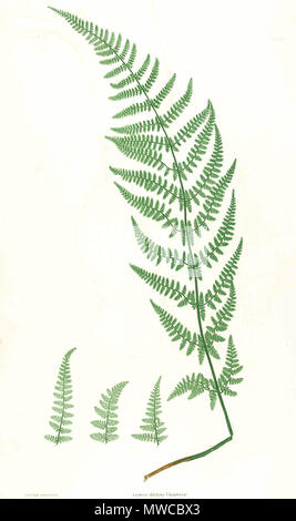 . La plaque du livre . 1857. par Thomas Moore ; édité par John Lindley ; nature-imprimé par Henry Bradbury. 171 Dryopteris dilatata Moore24 Banque D'Images