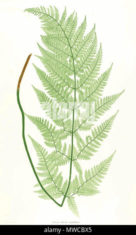 . La plaque du livre . 1857. par Thomas Moore ; édité par John Lindley ; nature-imprimé par Henry Bradbury. 171 Dryopteris dilatata Moore23 Banque D'Images