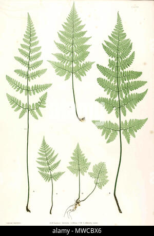 . La plaque du livre . 1857. par Thomas Moore ; édité par John Lindley ; nature-imprimé par Henry Bradbury. 171 Dryopteris dilatata Moore26 Banque D'Images