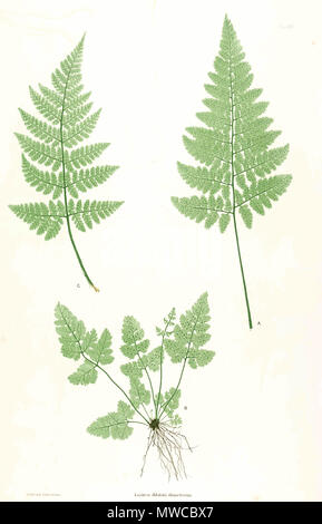 . La plaque du livre . 1857. par Thomas Moore ; édité par John Lindley ; nature-imprimé par Henry Bradbury. 171 Dryopteris dilatata Moore25 Banque D'Images