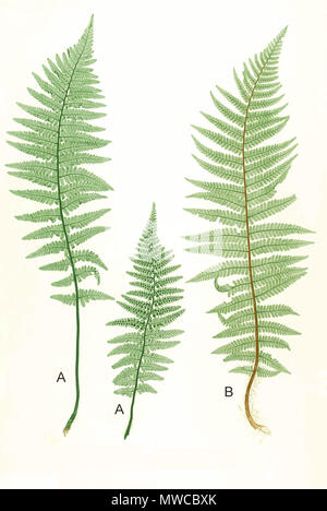 . La plaque du livre . 1857. par Thomas Moore, publié par John Lindley ; nature-imprimé par Henry Bradbury. Dryopteris 172 spp Moore17 Banque D'Images