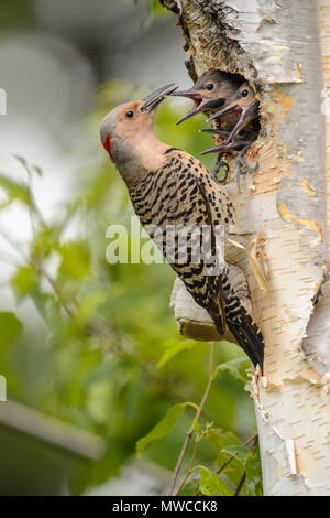 Le pic flamboyant (Colaptes auratus) alimentation des jeunes femmes adultes à Birch Tree dans la cavité du nid, Wanup, Ontario, Canada Banque D'Images