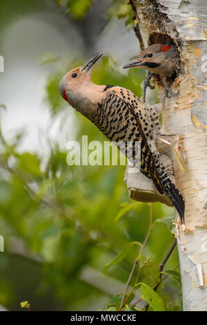 Le pic flamboyant (Colaptes auratus) alimentation des jeunes femmes adultes à Birch Tree dans la cavité du nid, Wanup, Ontario, Canada Banque D'Images