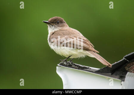 Moucherolle phébi (Sayornis phoebe) Perché sur un hangar près de son nid, le Grand Sudbury, Ontario, Canada Banque D'Images