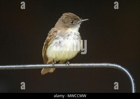 Moucherolle phébi (Sayornis phoebe) Perché sur un hangar près de son nid, le Grand Sudbury, Ontario, Canada Banque D'Images