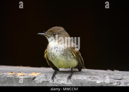 Moucherolle phébi (Sayornis phoebe) Perché sur un hangar près de son nid, le Grand Sudbury, Ontario, Canada Banque D'Images