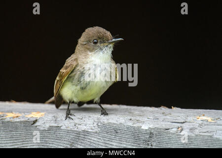 Moucherolle phébi (Sayornis phoebe) Perché sur un hangar près de son nid, le Grand Sudbury, Ontario, Canada Banque D'Images