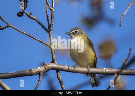 Viréo à tête bleue (Vireo solitarius), le Grand Sudbury, Ontario, Canada Banque D'Images