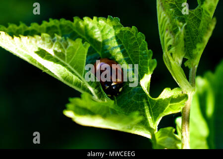 Une coccinelle se cacher de la chaleur du soleil sur une feuille d'ombre Banque D'Images