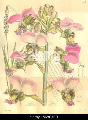 . Illustration d'Eulophia rosea (comme syn. Mahonii Lissochilus, écrit par Rolfe comme Lissochilus mahoni) . 1905. M. S. del. (  = Matilda Smith, 1854-1926), J. N. Fitch lith. (  = John Nugent Fitch, 1840-1927) Description par R. A. Rolfe (1855-1921) 198 Eulophia rosea (comme mahonii Lissochilus Lissochilus mahoni, en toutes lettres) - Curtis' 131 (Ser. N° 4 1) pl. 8047 Banque D'Images