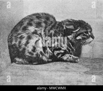 . English : Chat à pieds noirs au zoo de Londres (provenant probablement de l'est de l'Afrique du Sud). Été 1906 ou 1907 Anglais : Black-footed Cat (probablement de l'Est de l'Afrique du Sud) dans le Zoo de Londres, l'été 1906 ou 1907. 15 juin 2013, 10:51:18. R.I.Pocock (texte) 204 FelisNigripesZoo Banque D'Images