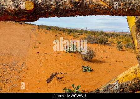 Une clôture en bois frames cette photo d'une fleur du désert rouge vif est l'ajout de couleur et de vie à l'orange le sable du désert. Banque D'Images