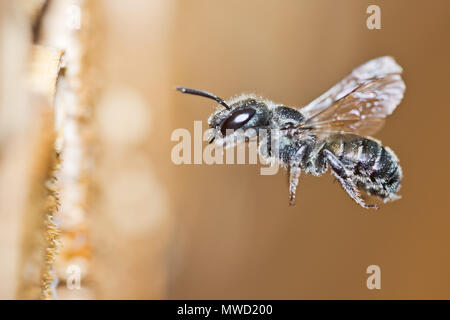 Femelle Bleue abeille maçonne Osmia caerulescens en vol, abeille solitaire espèce proche de son nid dans un creux de la tige de roseau dans un hôtel. Banque D'Images