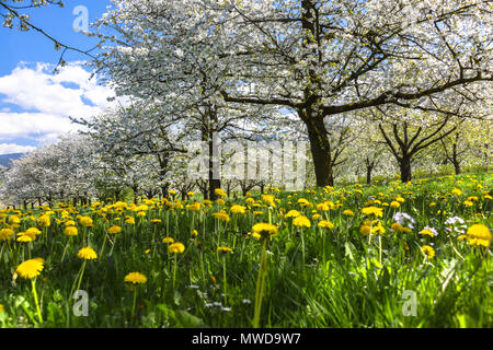 Pré de fleurs de printemps d'arbres de vergers dans la région d'Ortenau, Allemagne du Sud, d'une zone sur les contreforts de la Forêt-Noire, célèbre pour ses cerisiers en fleurs Banque D'Images