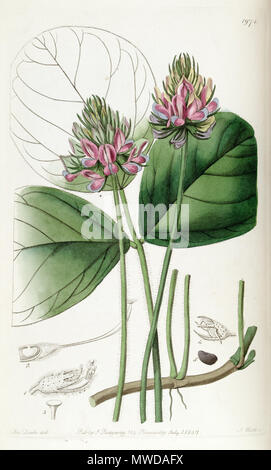 . Hoita orbicularis . 1837. Registre 281 Botanique Hoita orbicularis (Psoralea orbicularis) Edwards's Bot. Reg. 23. 1971. 1837. Banque D'Images