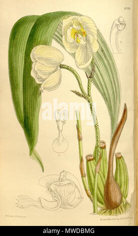 . Illustration de Houlletia sanderi . 1910. M. S. del. (  = Matilda Smith, 1854-1926), J. N. Fitch lith. (  = John Nugent Fitch, 1840-1927) Description par R. A. Rolfe (1855-1921) 285 Houlletia sanderi - Curtis' 136 (Ser. N° 4 6) pl. 8346 (1910) Banque D'Images
