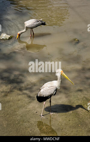 Deux Cigognes laiteux à Kuala Lumpur, Malaisie Parc des Oiseaux Banque D'Images
