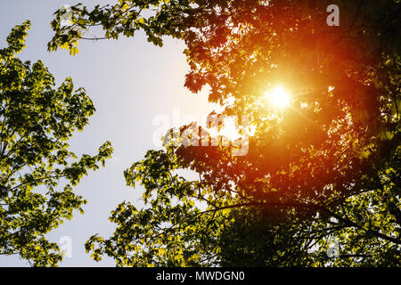 Les rayons du soleil font leur chemin à travers le feuillage des arbres Banque D'Images
