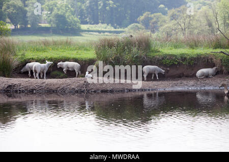 Callander, Ecosse. UK. 1 juin 2018. Les agneaux sont de détente près de la rivière Teith dans Callader comme la température sont plus de 20 degré. Credit : Pako Mera/Alamy Live News Banque D'Images