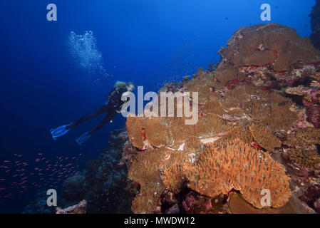 Fuvahmulah, océan Indien, les Maldives. Feb 11, 2018. Plongeur femelle lool à beau récif de corail avec les coraux mous coraux cuir - Crédit : Andrey Nekrasov/ZUMA/ZUMAPRESS.com/Alamy fil Live News Banque D'Images