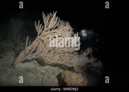 23 mars 2018 - Océan Indien, les Maldives - plongeur femelle ressemble au corail mou dans la nuit. Arbre noir ou Corail Corail noir (Image Crédit : © Andrey Nekrasov/ZUMA/ZUMAPRESS.com) fil Banque D'Images