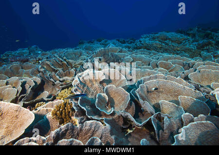 8 février 2018 - Island (Atoll) Fuvahmulah, Inde, Maldives - plaque-éléphants de coraux ou de laitue chinoise Coral Crédit : Andrey Nekrasov/ZUMA/ZUMAPRESS.com/Alamy fil Live News Banque D'Images