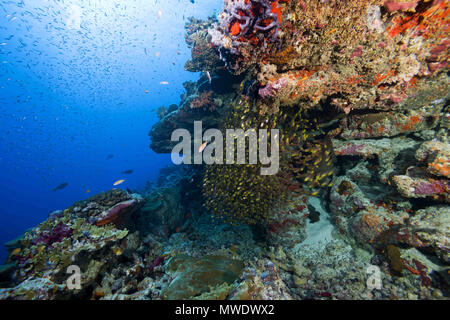 11 février 2018 - Island (Atoll) Fuvahmulah, Inde, Maldives - l'école de poissons de verre ou Pigmy sweeper (Parapriacanthus ransonneti) en vertu de coraux Crédit : Andrey Nekrasov/ZUMA/ZUMAPRESS.com/Alamy fil Live News Banque D'Images