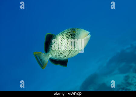 14 mars 2018 - Île (Atoll) Fuvahmulah, Inde, Maldives - Yellowmargin Triggerfish (Pseudobalistes flavimarginatus) nage dans le bleu de l'eau sur les récifs coralliens Crédit : Andrey Nekrasov/ZUMA/ZUMAPRESS.com/Alamy fil Live News Banque D'Images