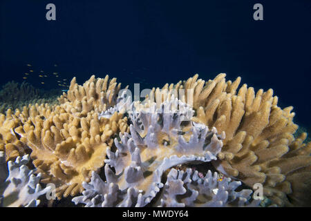 L'Océan indien, les Maldives. Mar 22, 2018. - Coraux Mous Coraux Cuir Crédit : Andrey Nekrasov/ZUMA/ZUMAPRESS.com/Alamy fil Live News Banque D'Images