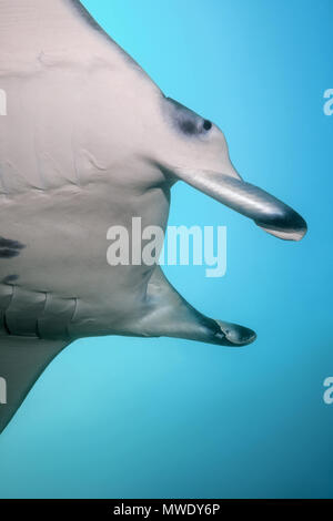 L'Océan indien, les Maldives. Mar 22, 2018. Portrait du récif Manta Ray (Mobula manta alfredi, Alfred) dans l'eau bleu Crédit : Andrey Nekrasov/ZUMA/ZUMAPRESS.com/Alamy fil Live News Banque D'Images