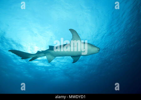 25 mars 2018 - Océan Indo-pacifique, Maldives - requin nourrice fauve (Nebrius ferrugineus) nage dans l'eau bleu Crédit : Andrey Nekrasov/ZUMA/ZUMAPRESS.com/Alamy fil Live News Banque D'Images