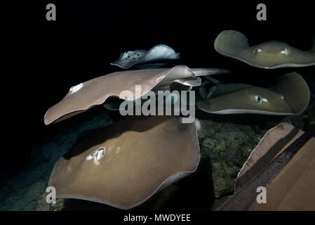 L'Océan indien, les Maldives. Mar 29, 2018. L'école de Rose whipray (Himantura fai) nager sur récif dans la nuit Crédit : Andrey Nekrasov/ZUMA/ZUMAPRESS.com/Alamy fil Live News Banque D'Images