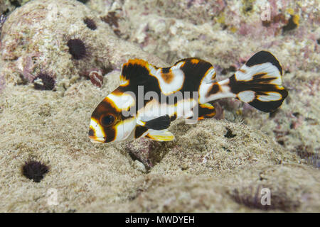 L'Océan indien, les Maldives. 30Th Mar, 2018. Sweetlips Oriental bébé (Plectorhinchus vittatus) - couleur juveniele Crédit : Andrey Nekrasov/ZUMA/ZUMAPRESS.com/Alamy fil Live News Banque D'Images