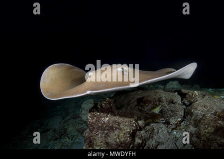 L'Océan indien, les Maldives. 30Th Mar, 2018. Whipray rose (Himantura fai) nager sur récif dans la nuit Crédit : Andrey Nekrasov/ZUMA/ZUMAPRESS.com/Alamy fil Live News Banque D'Images