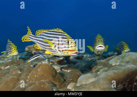 L'Océan indien, les Maldives. 1er avril 2018. Groupe d'Oriental Sweetlips (Plectorhinchus vittatus) sur la station de nettoyage Crédit : Andrey Nekrasov/ZUMA/ZUMAPRESS.com/Alamy fil Live News Banque D'Images